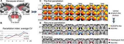 Fine-Grained Parcellation of the Macaque Nucleus Accumbens by High-Resolution Diffusion Tensor Tractography